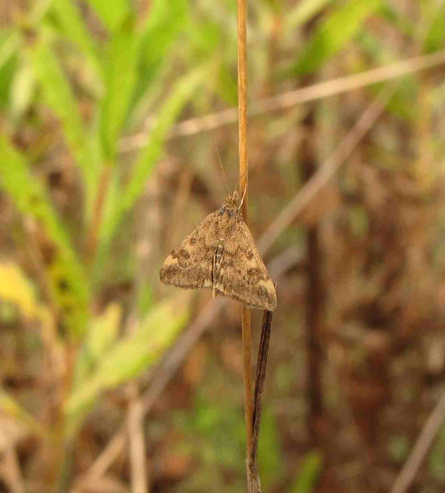 farfalla in riserva - Pyrausta despicata